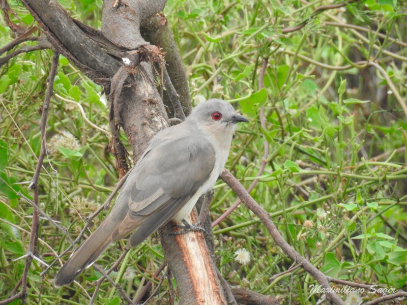 Ash-colored Cuckoo - Maximiliano Sager