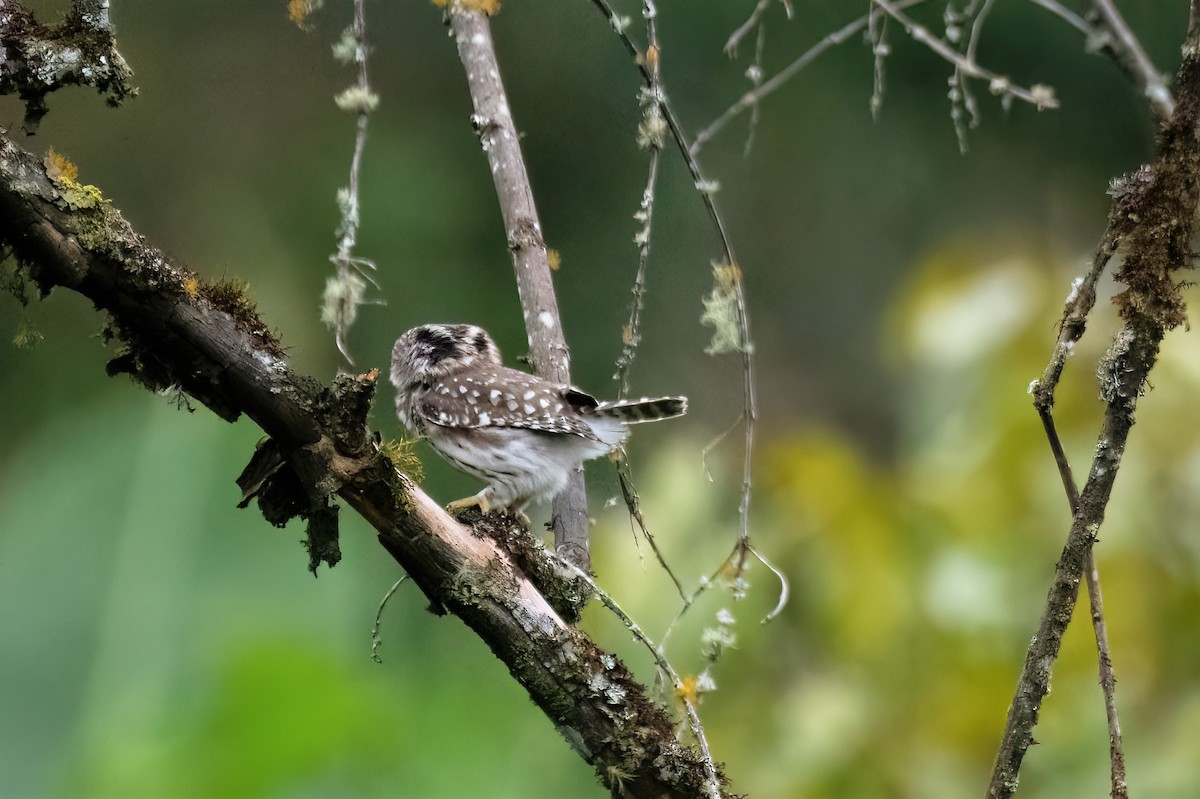 Peruvian Pygmy-Owl - ML499648891