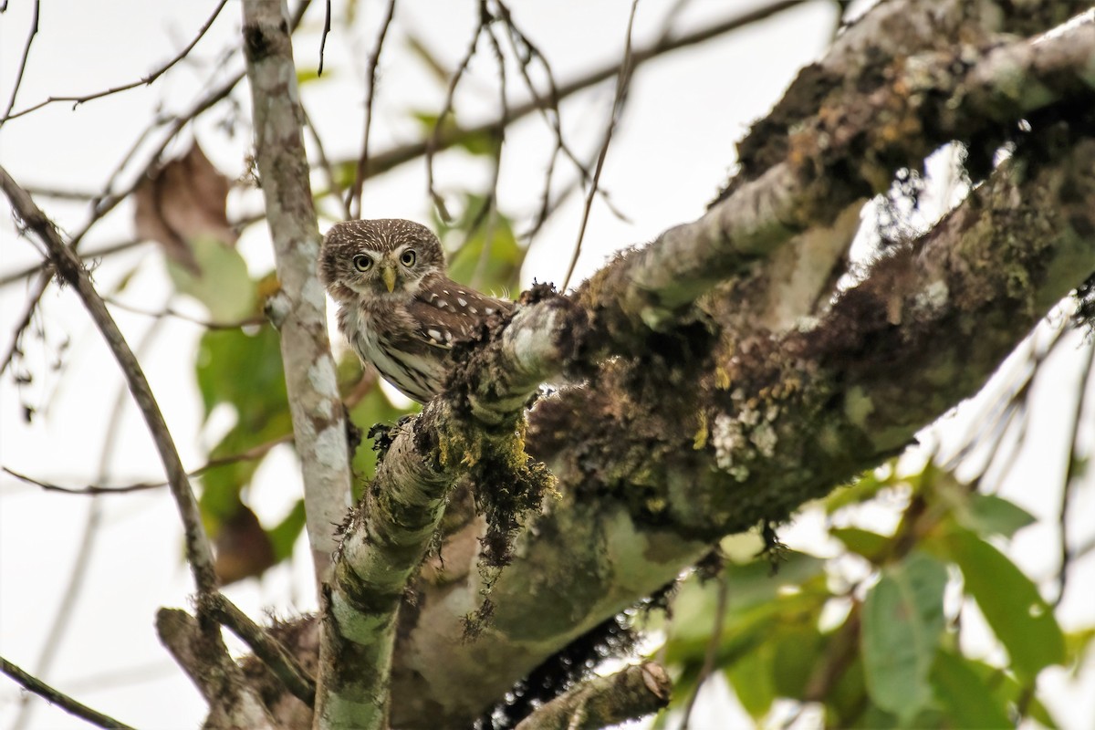 Peruvian Pygmy-Owl - ML499648901