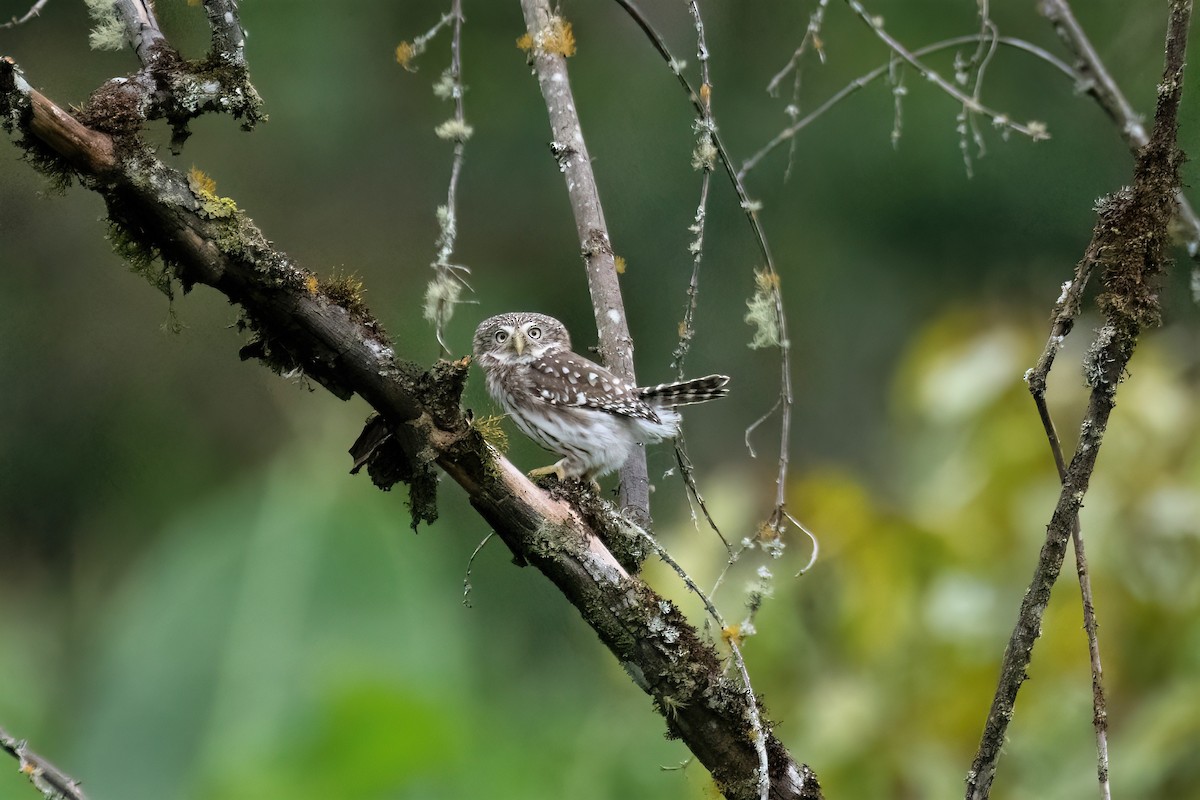 Peruvian Pygmy-Owl - ML499648911