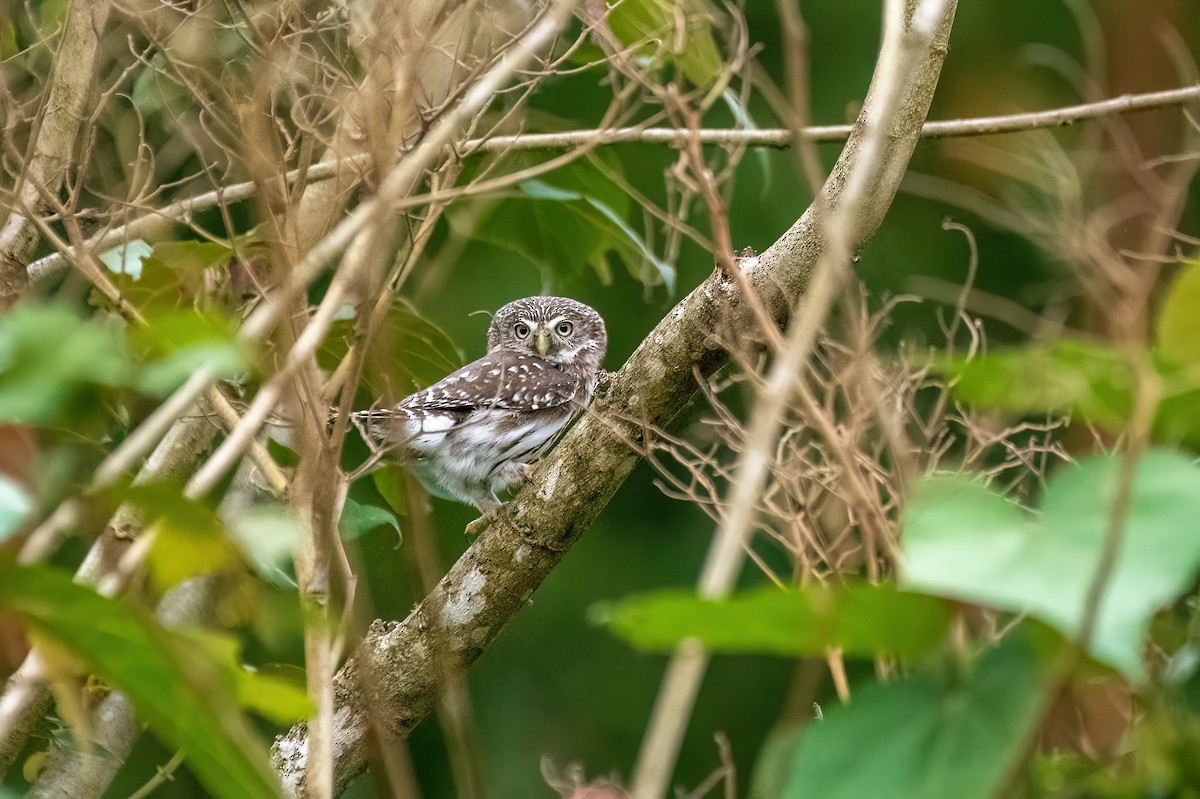 Peruvian Pygmy-Owl - ML499648961