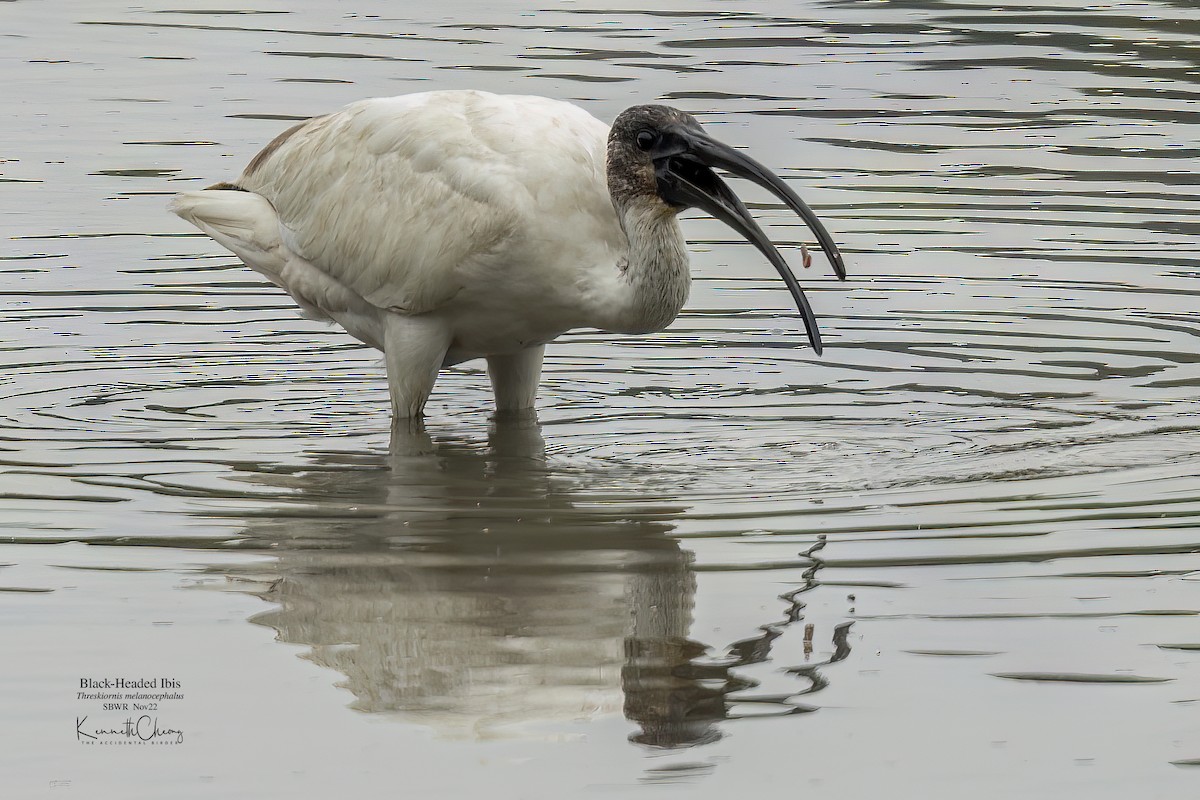 ibis černohlavý - ML499650601