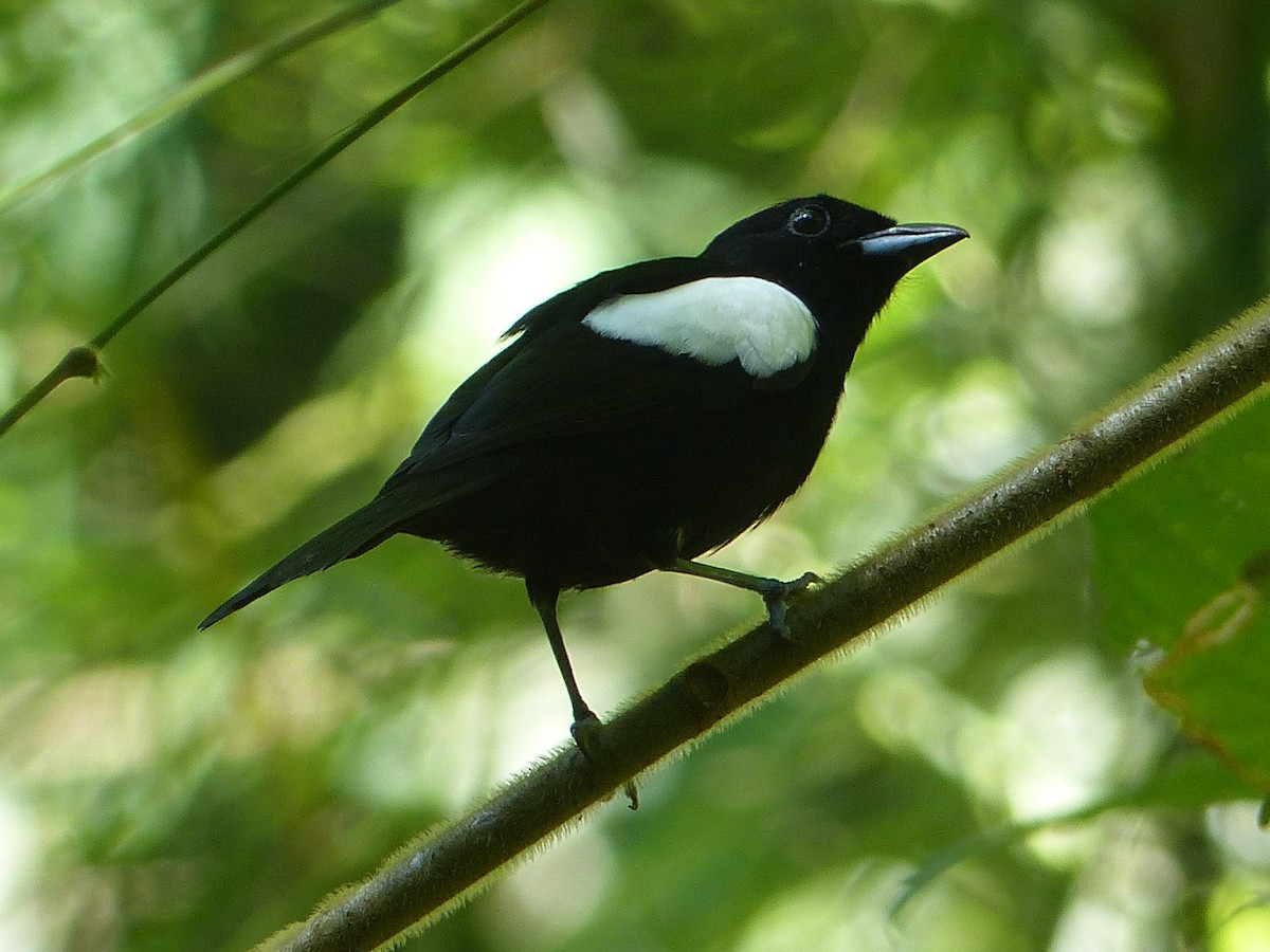 White-shouldered Tanager - ML499651161