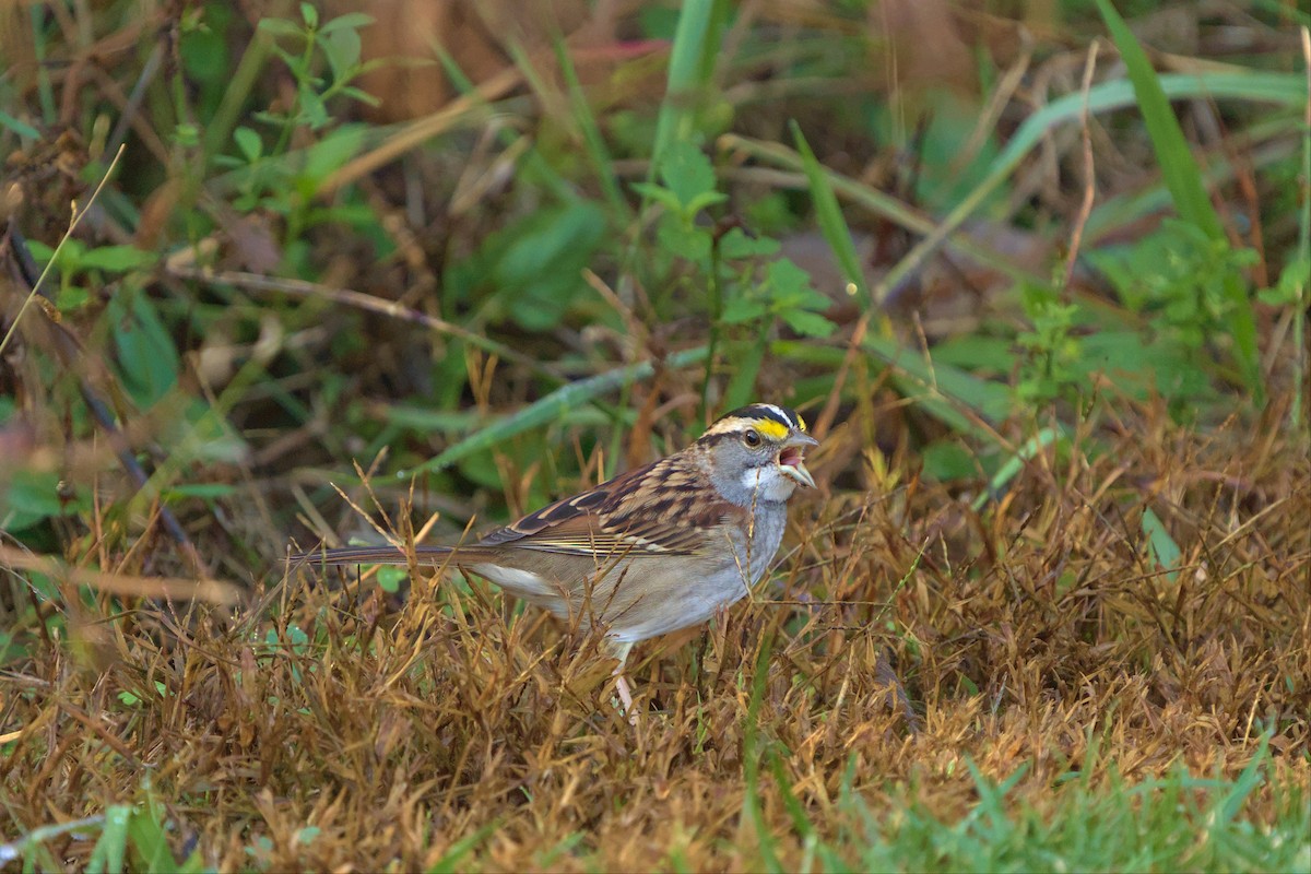 White-throated Sparrow - ML499653551