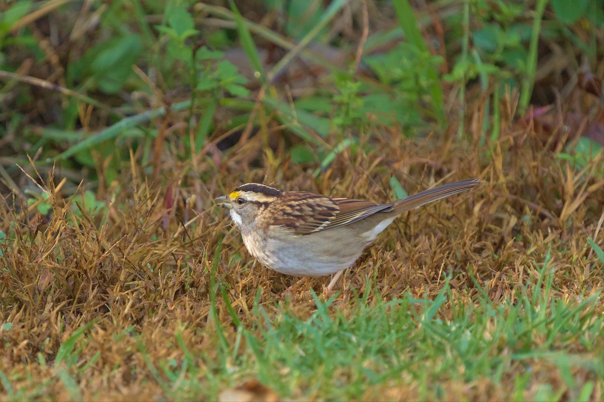White-throated Sparrow - ML499653561