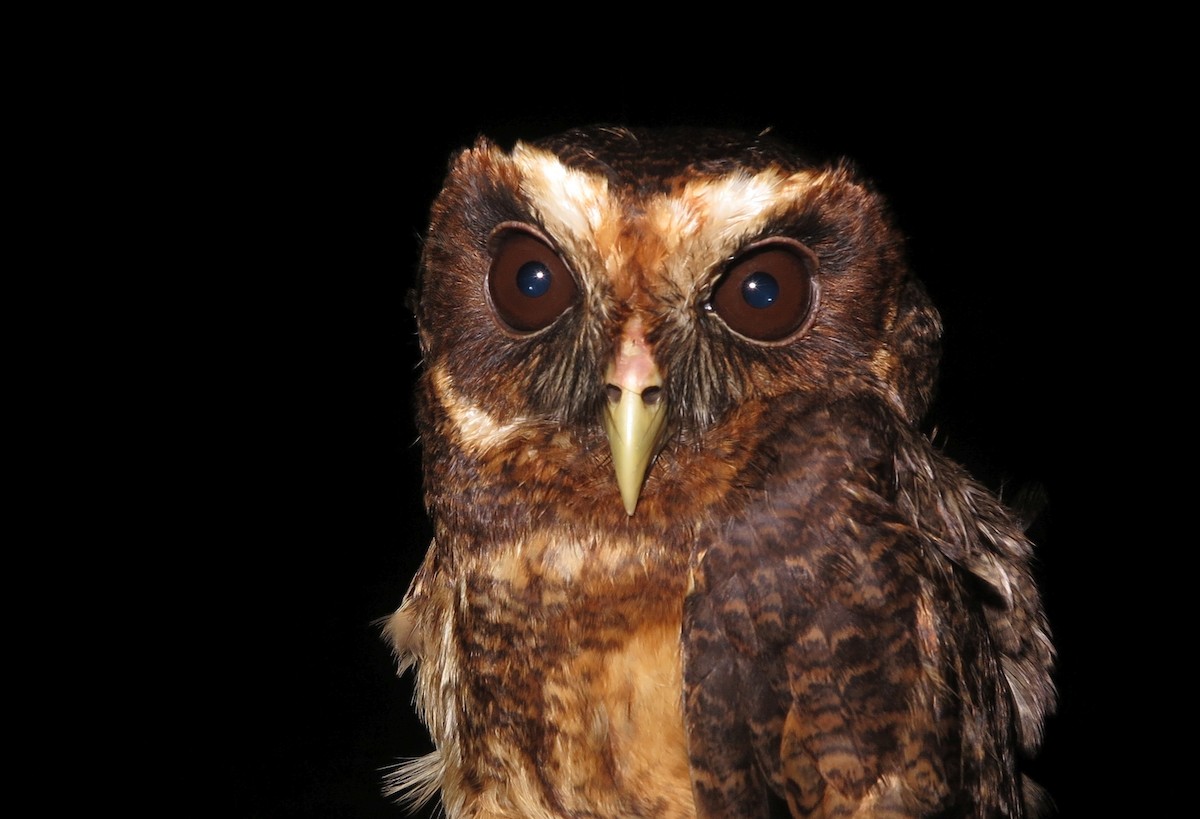 Mottled Owl (Amazonian) - ML499658101