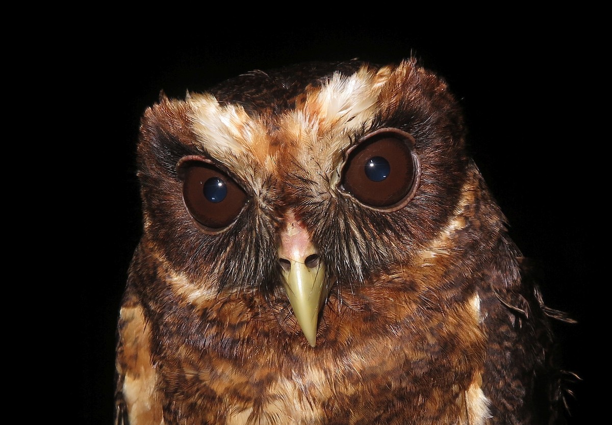 Mottled Owl (Amazonian) - ML499658111
