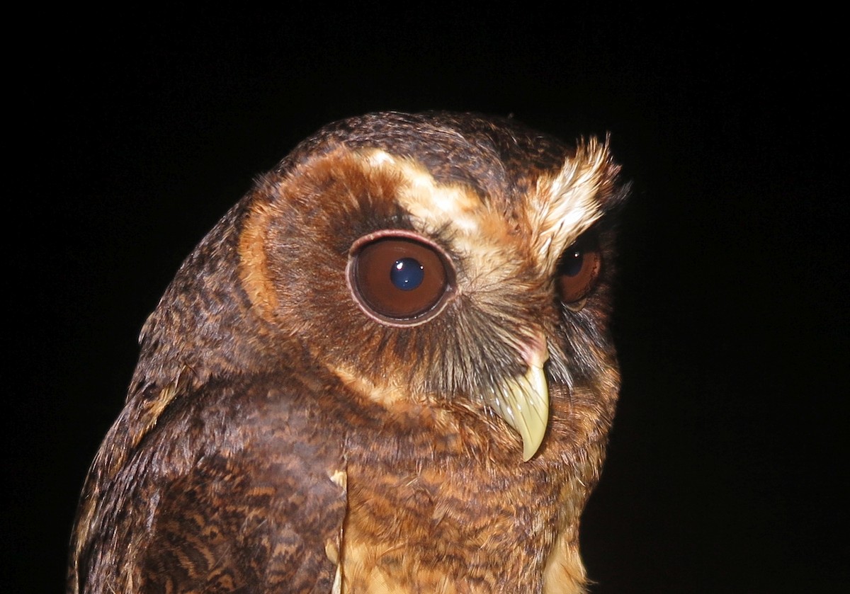 Mottled Owl (Amazonian) - ML499658121
