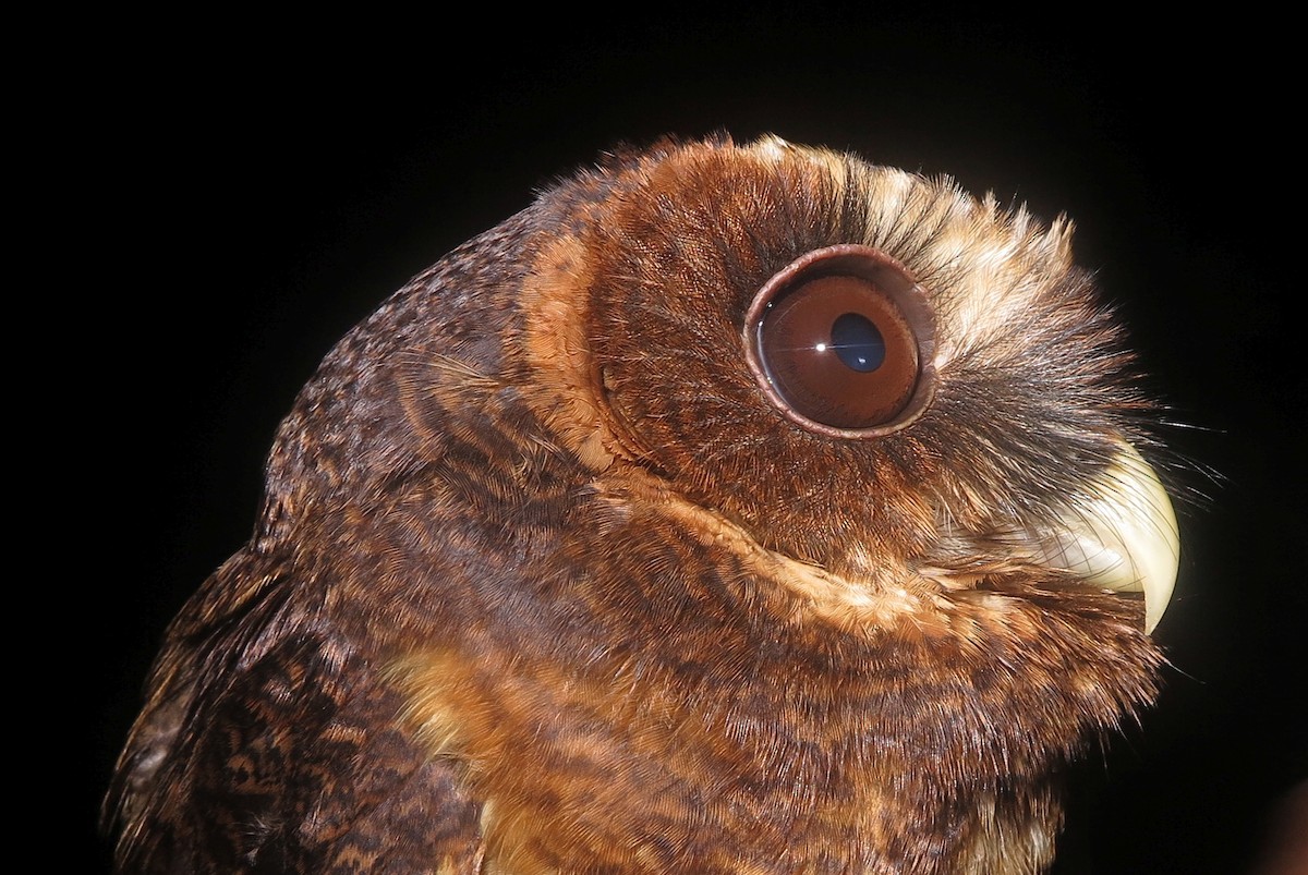 Mottled Owl (Amazonian) - ML499658131