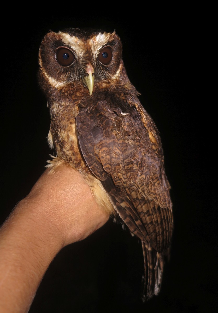 Mottled Owl (Amazonian) - ML499658141