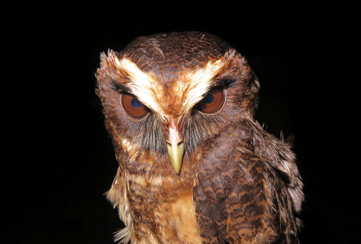 Mottled Owl (Amazonian) - ML499658151