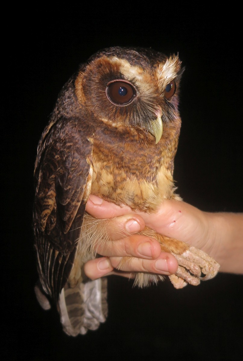Mottled Owl (Amazonian) - ML499658161