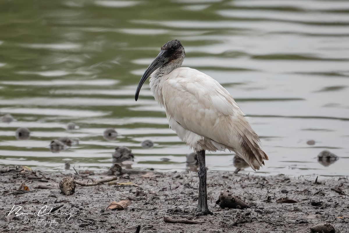 ibis černohlavý - ML499659381