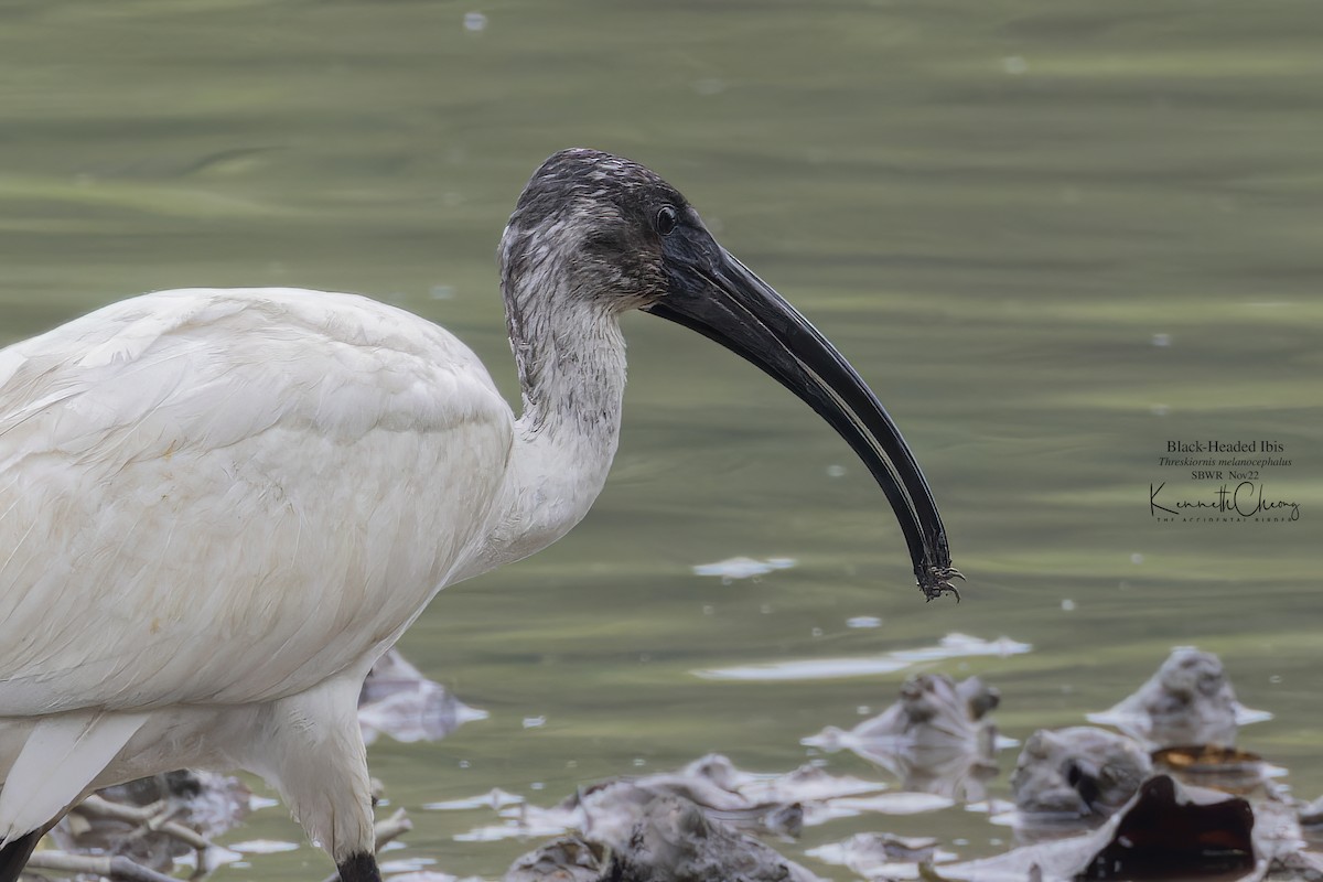 ibis černohlavý - ML499661061
