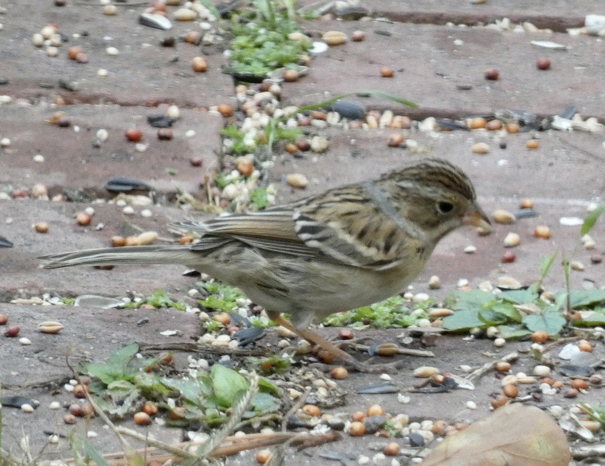 Clay-colored Sparrow - ML499664611