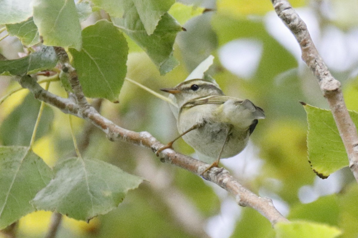Yellow-browed Warbler - ML499667821
