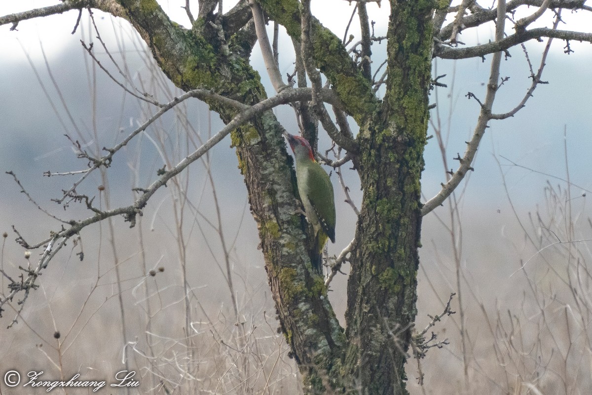 Iberian Green Woodpecker - ML499667871