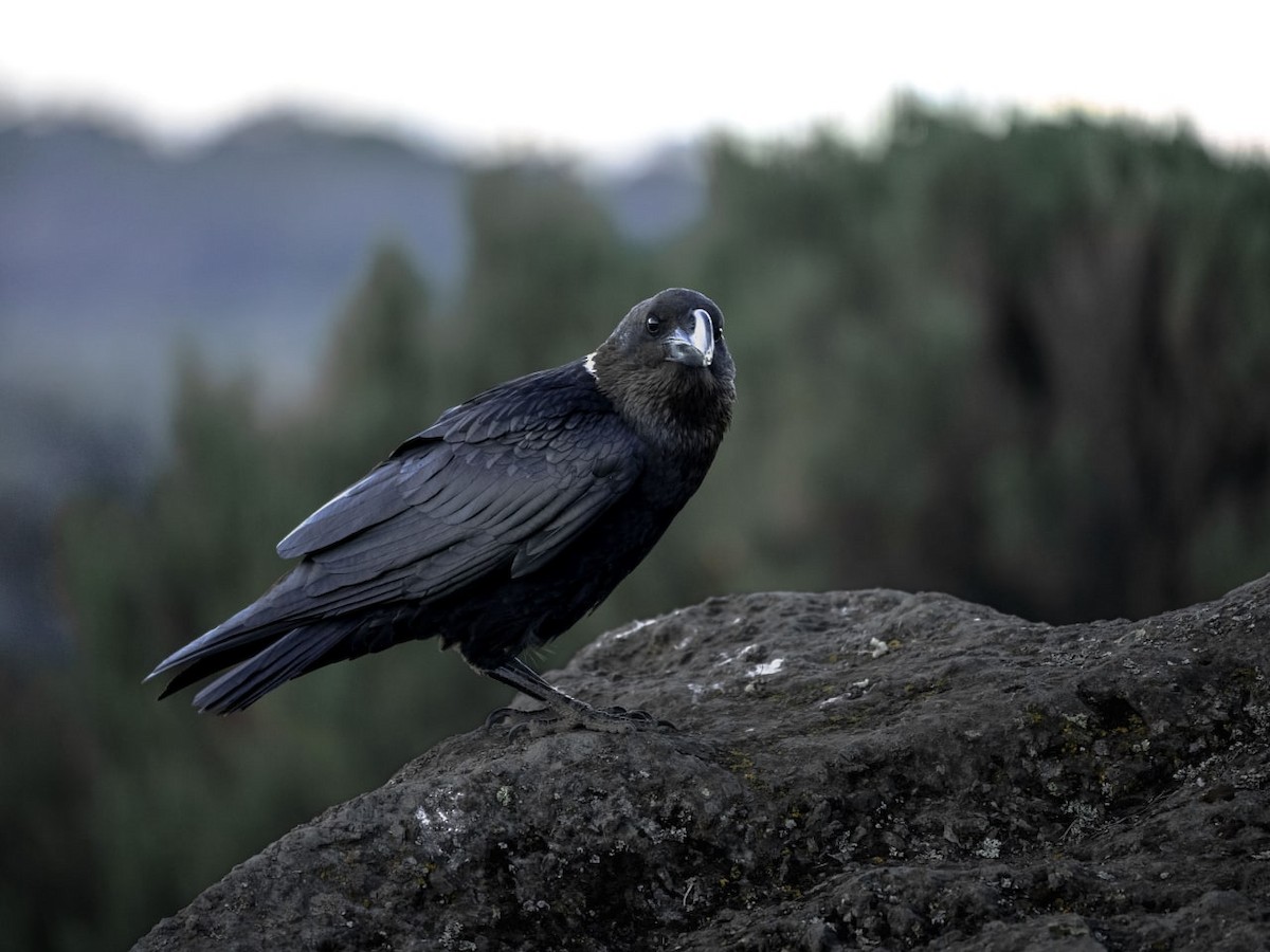 White-necked Raven - ML499670201