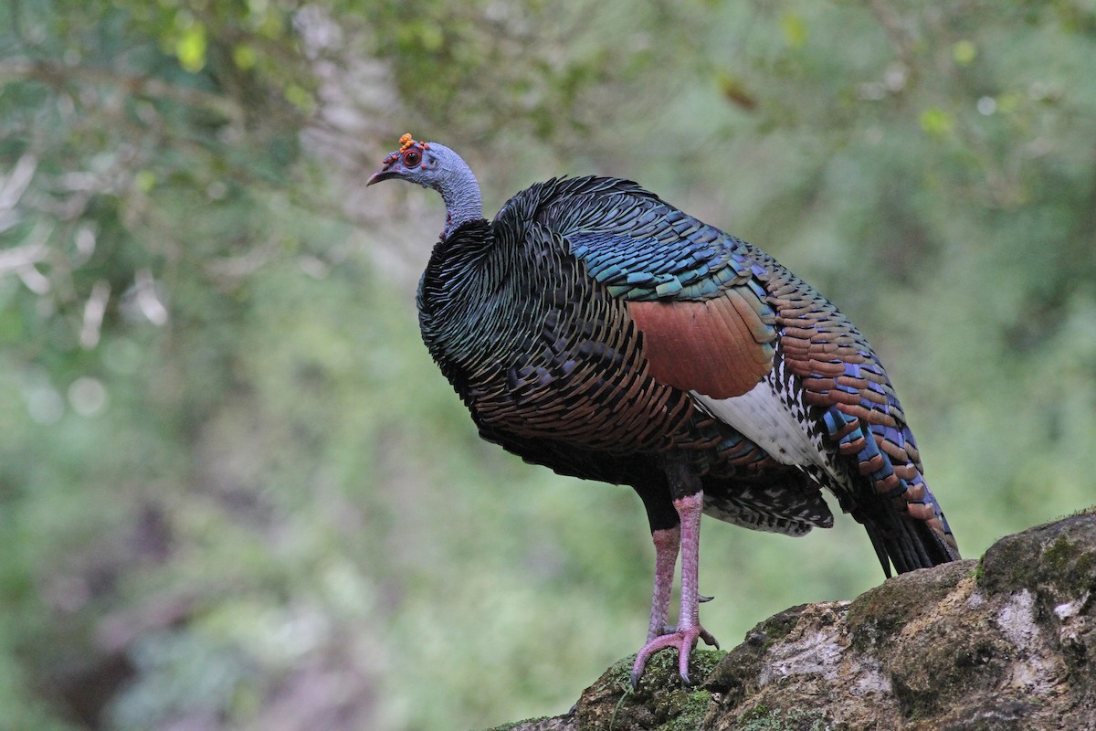 Ocellated Turkey - Michael McCloy