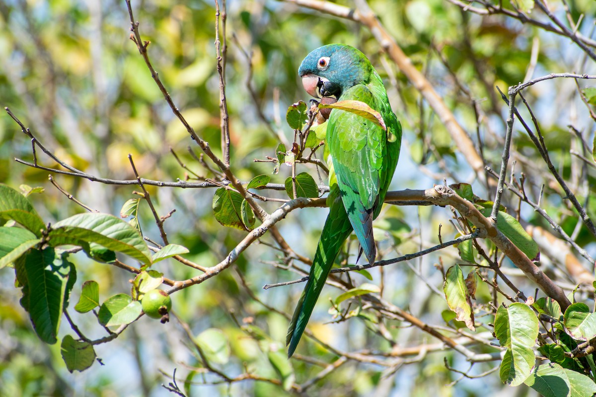 Blue-crowned Parakeet - ML499686351