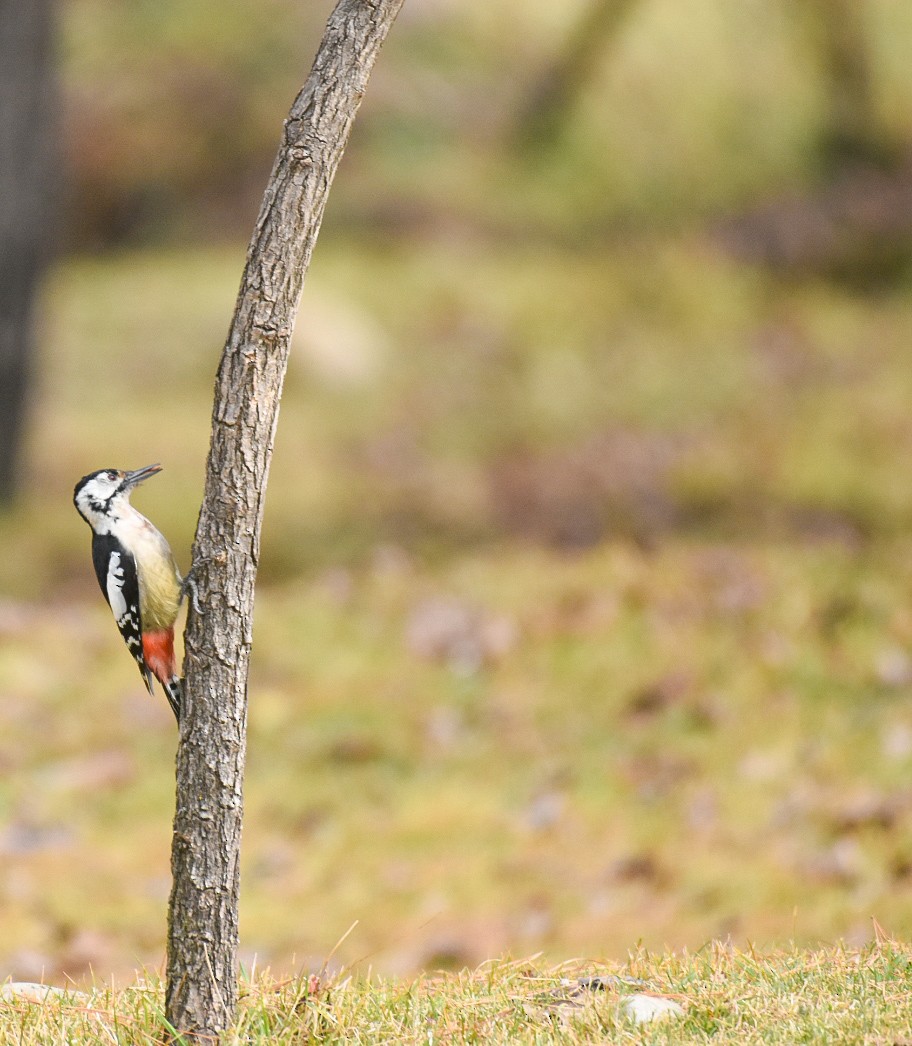 Himalayan Woodpecker - ML499689101
