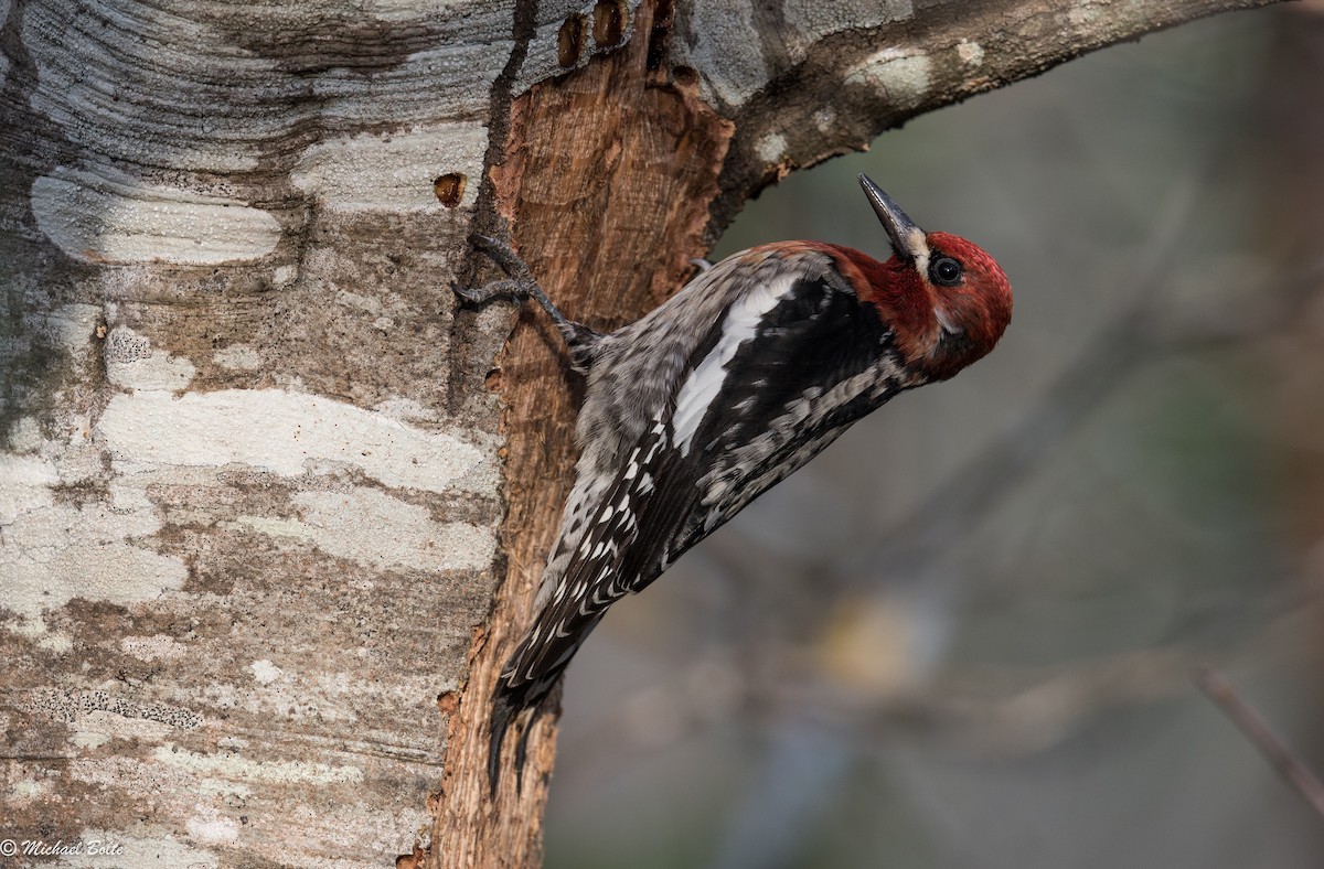Red-breasted Sapsucker - Michael Bolte