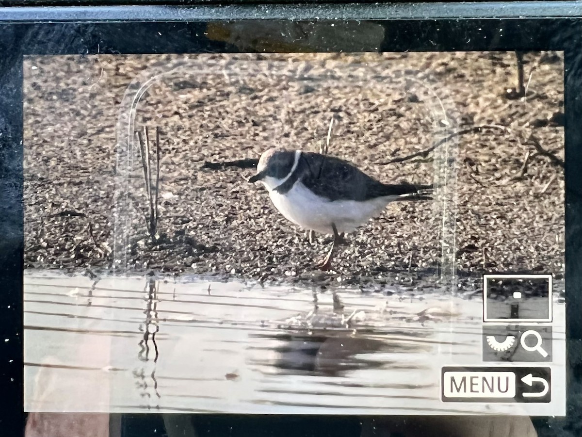 Semipalmated Plover - ML499696601