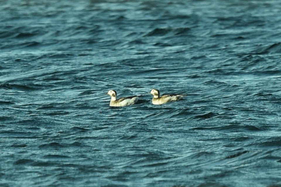 Long-tailed Duck - ML499699571