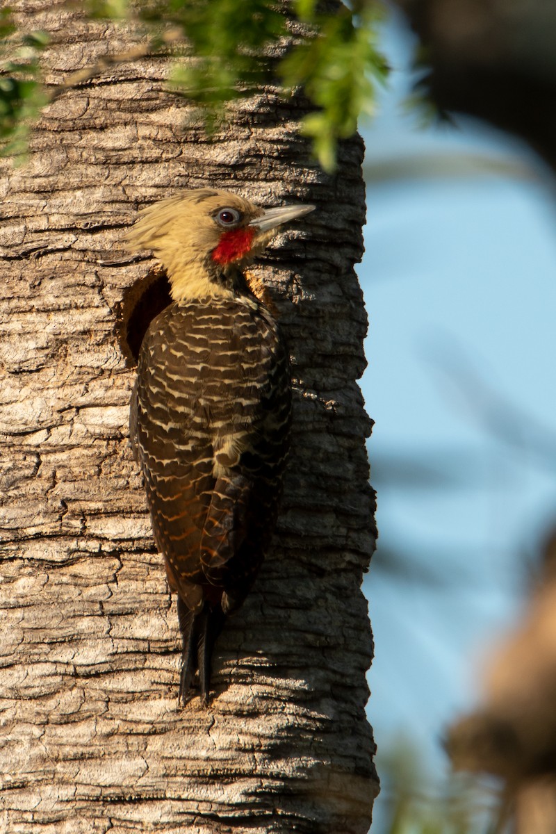 Pale-crested Woodpecker - ML499702921