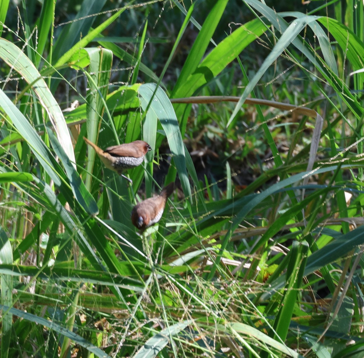 eBird Checklist 1 Nov 2022 Dunedin Hammock City Park 21 species