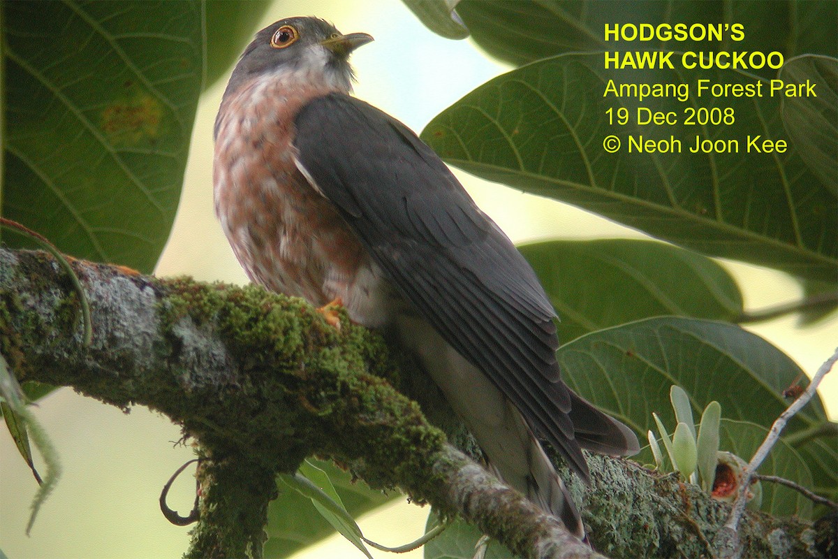Hodgson's Hawk-Cuckoo - Neoh Hor Kee