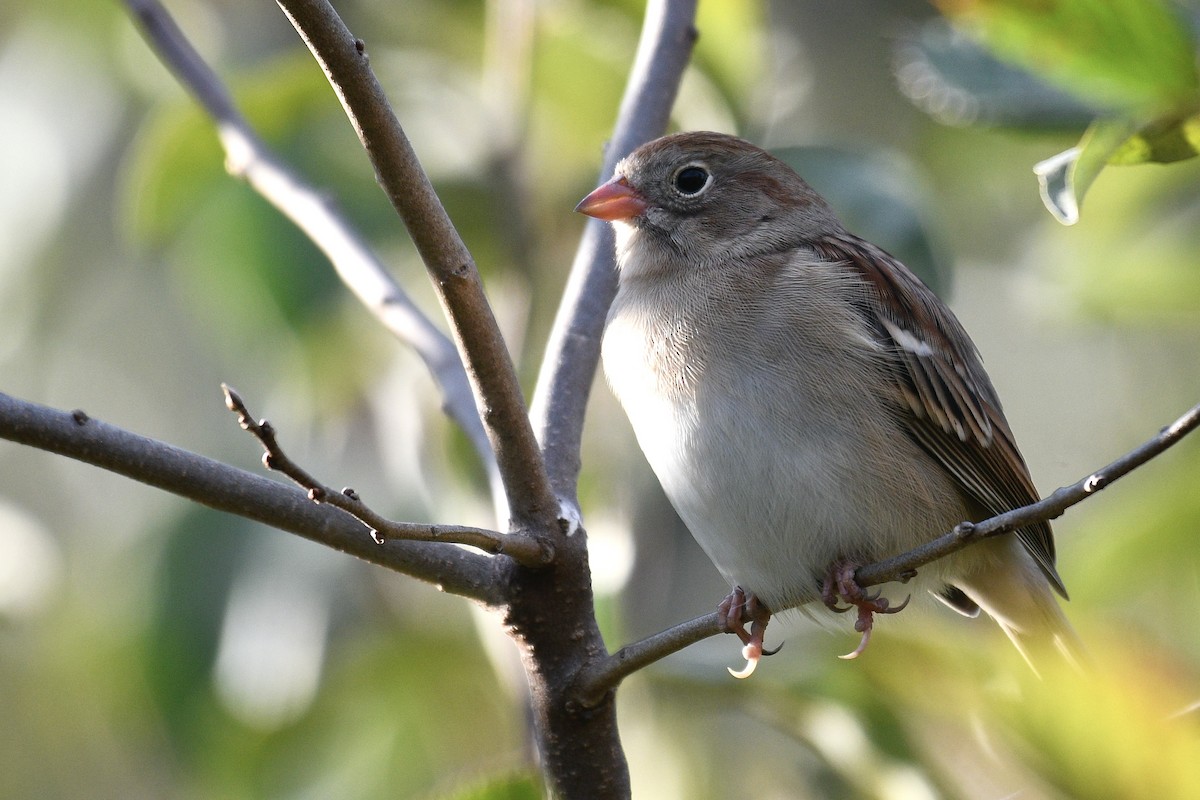 Field Sparrow - ML499704561