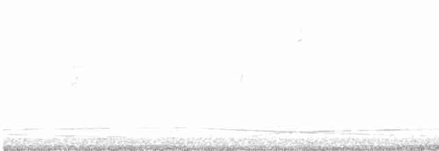 Black-bellied Plover - ML499704921