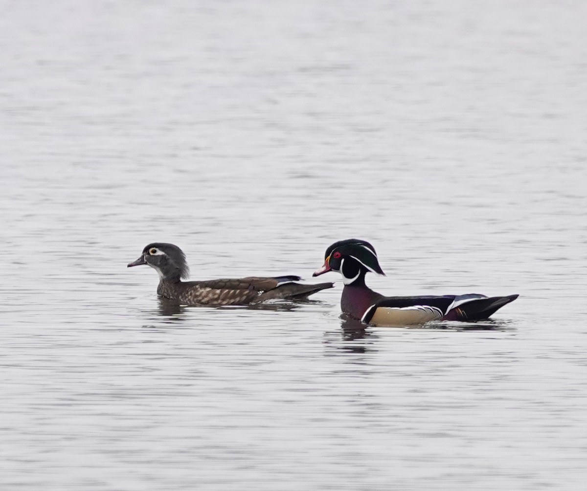 ebird-checklist-1-nov-2022-parc-des-rables-16-species