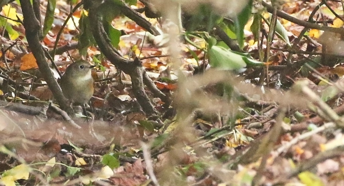 Red-flanked Bluetail - ML499707501