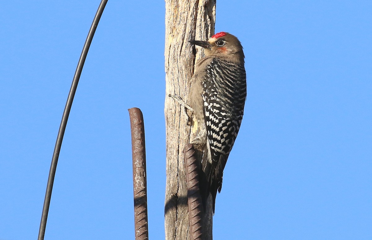Gray-breasted Woodpecker - ML49970761