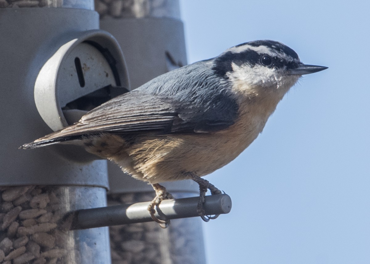 Red-breasted Nuthatch - ML49971031