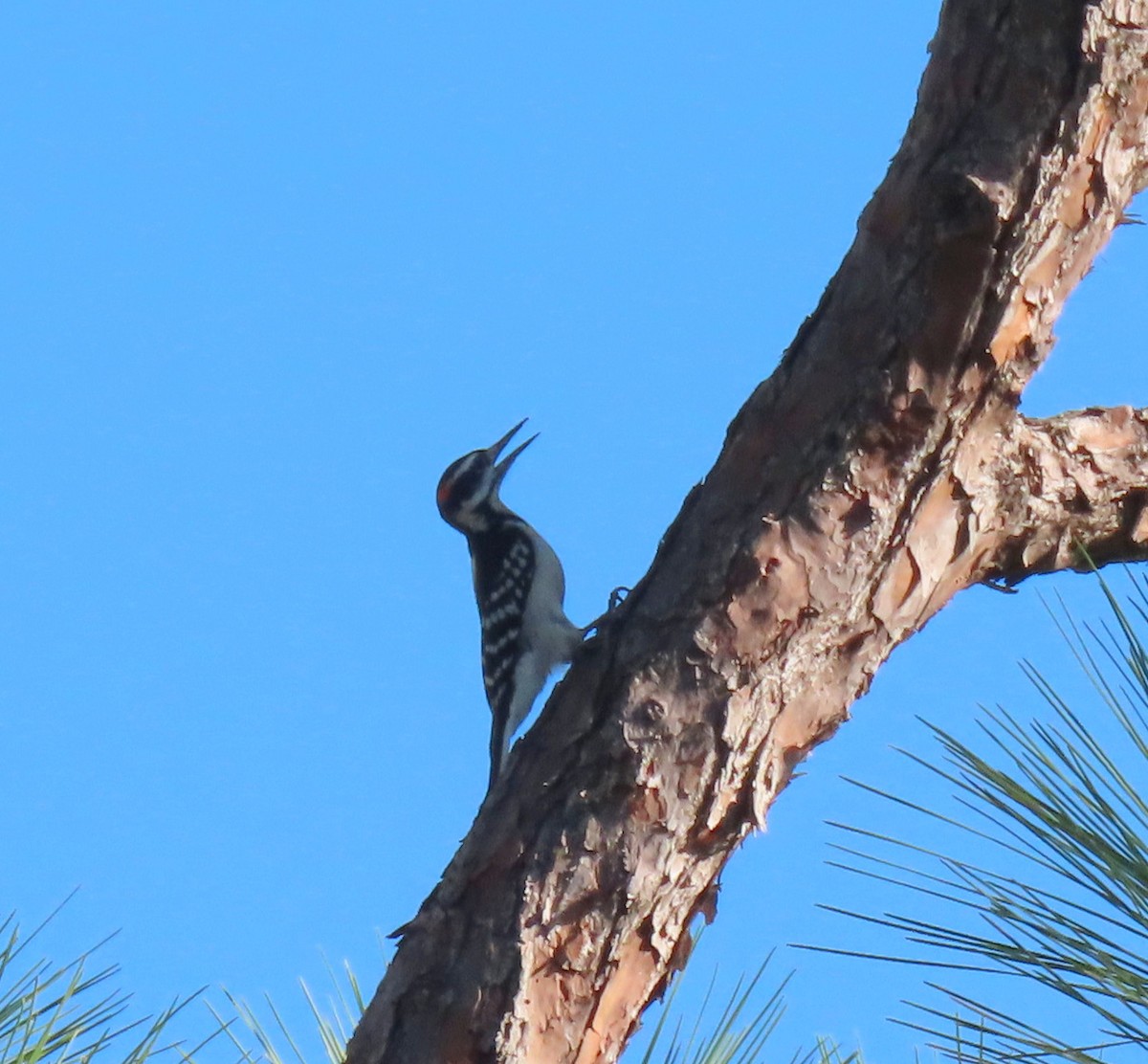 Hairy Woodpecker - ML499712511