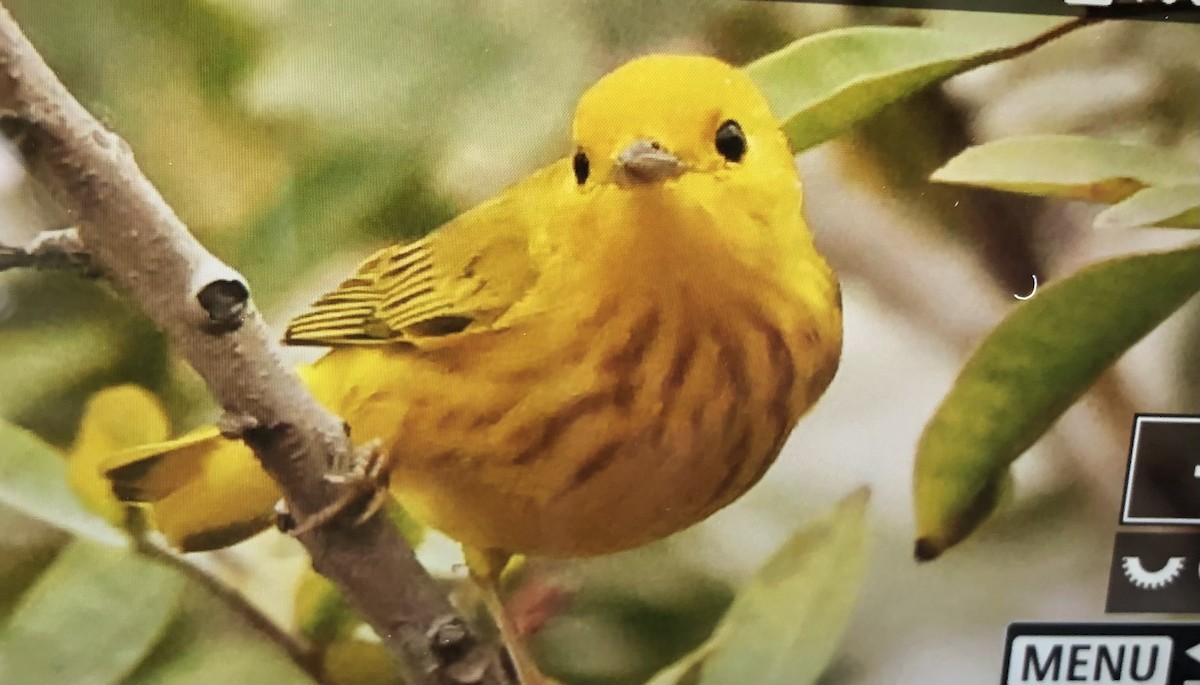 Yellow Warbler - ML499712561
