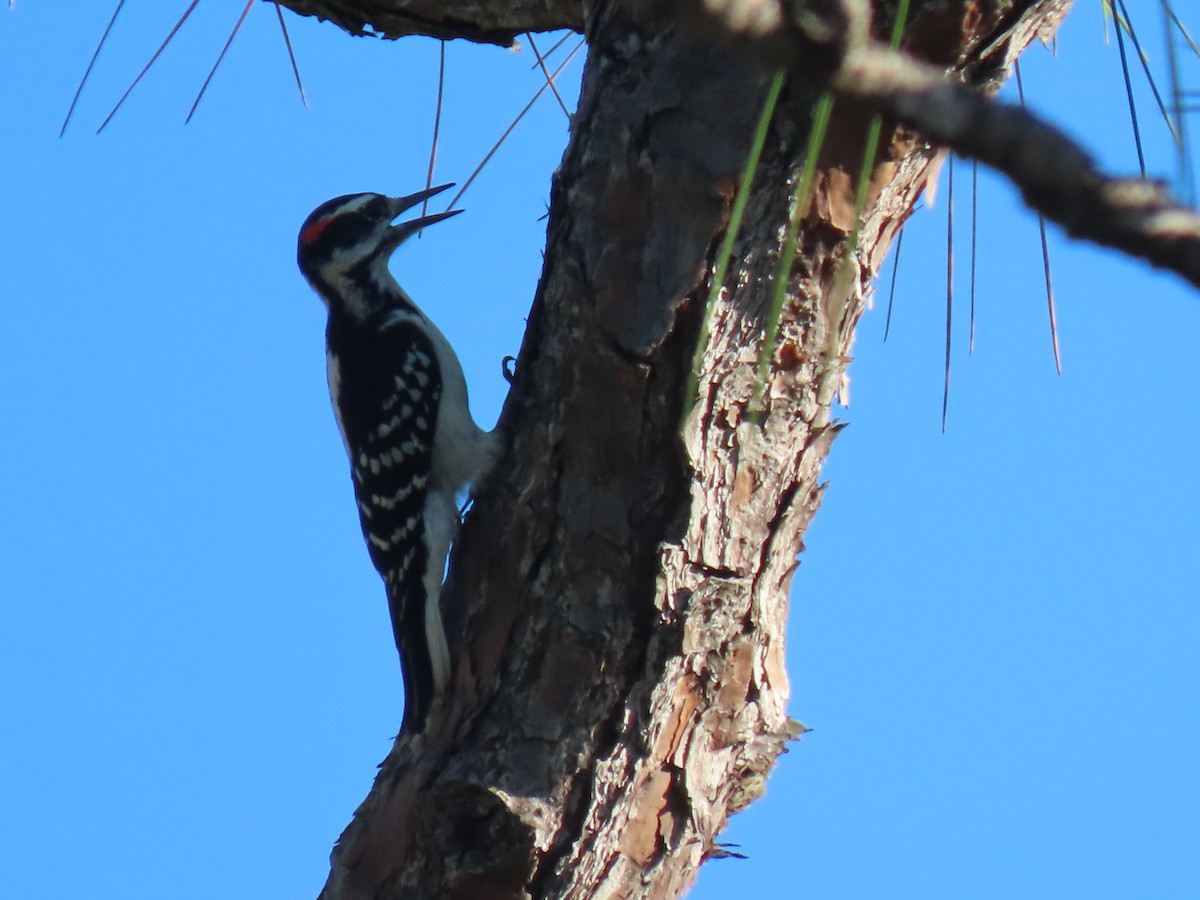 Hairy Woodpecker - ML499712691
