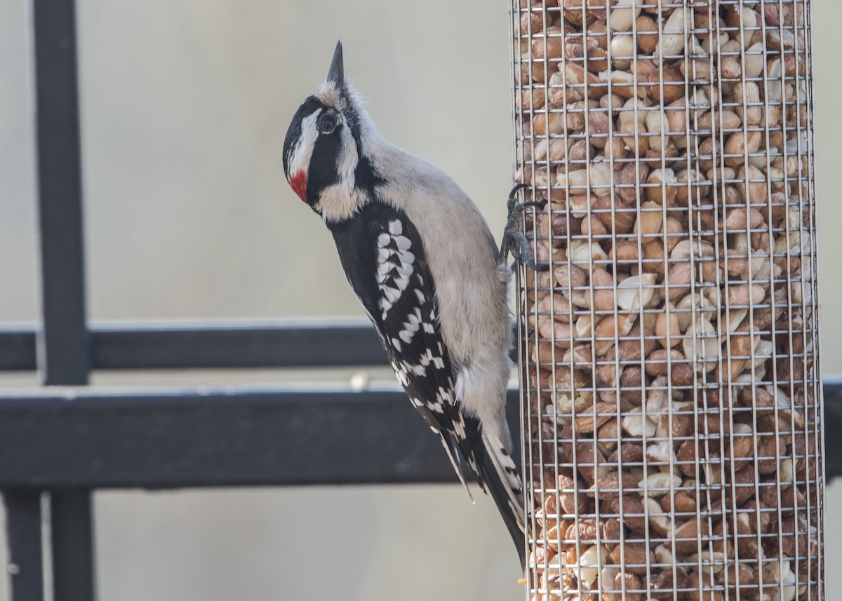 Downy Woodpecker - ML49971271