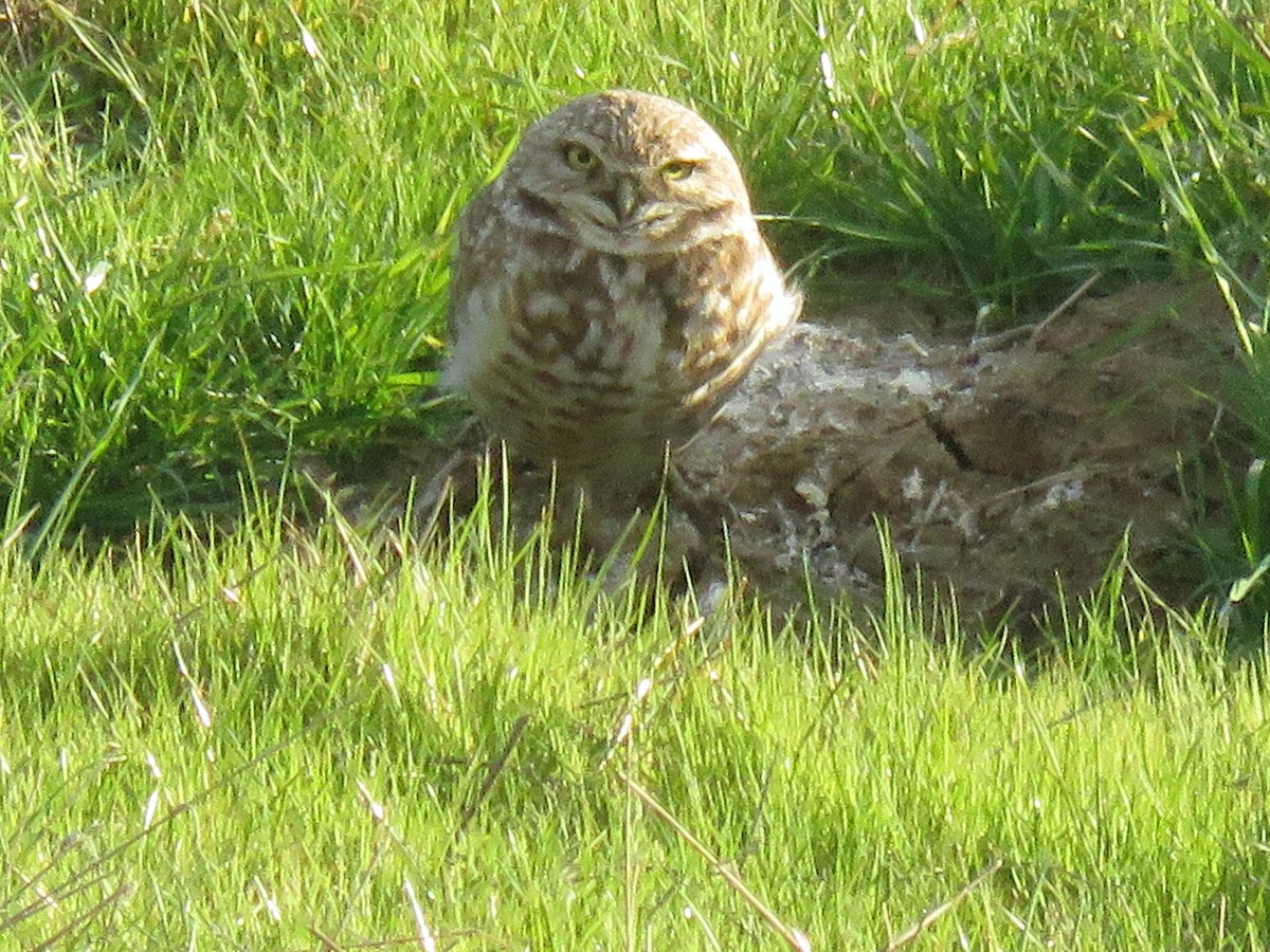 Burrowing Owl - George Chrisman