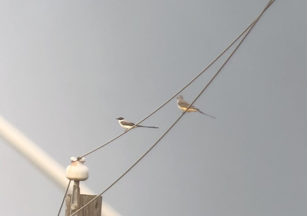 Fork-tailed Flycatcher - ML499718591