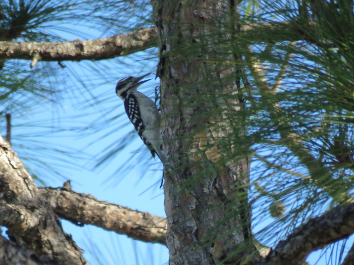 Hairy Woodpecker - ML499732851