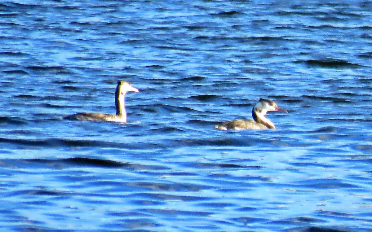 Great Crested Grebe - ML499737881