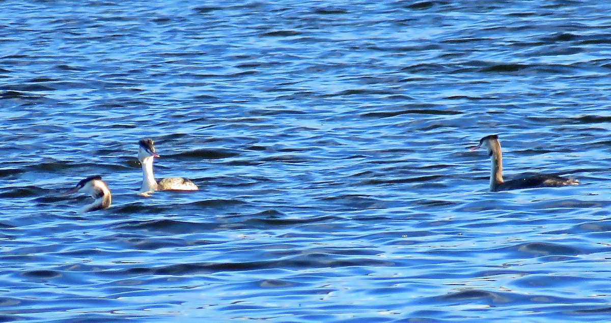 Great Crested Grebe - ML499737891