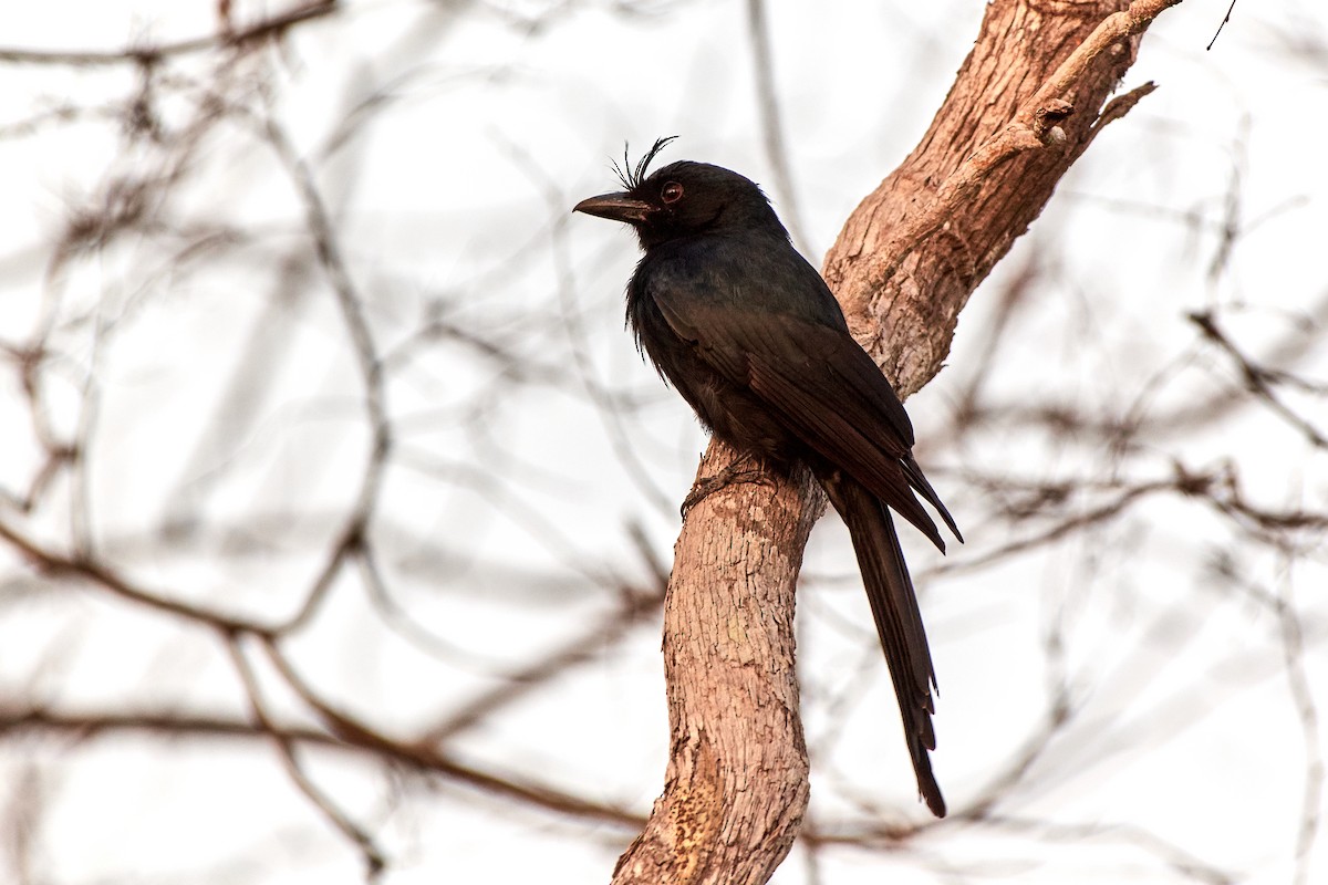 Crested Drongo - ML499738941