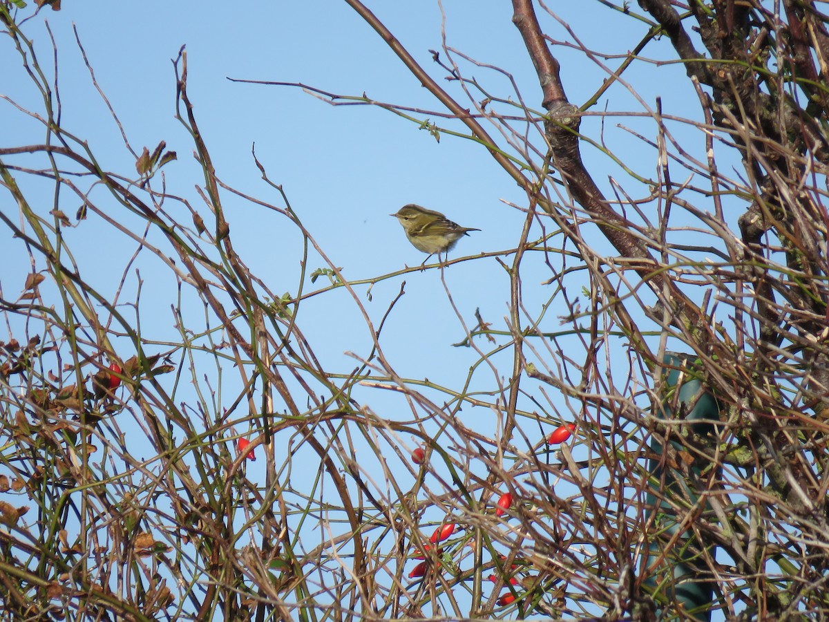 Hume's Warbler - ML499740411