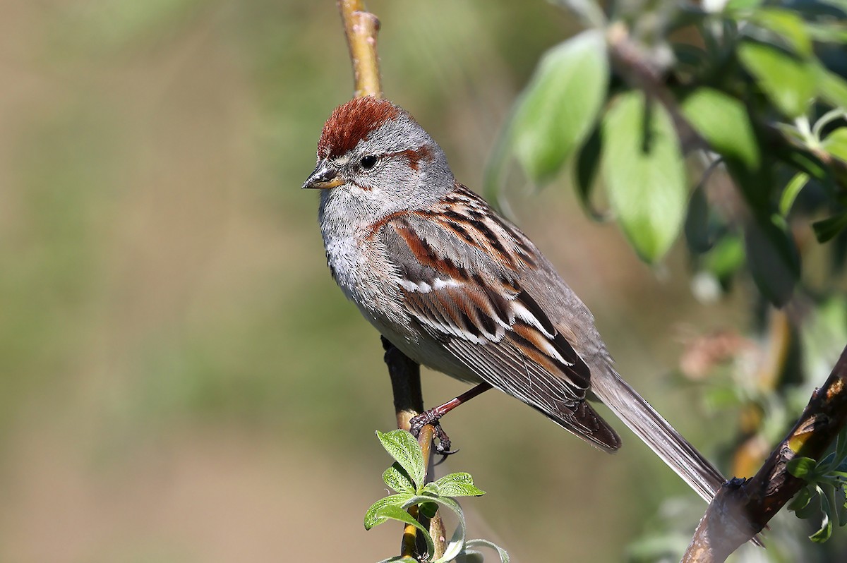 American Tree Sparrow - AUDEVARD Aurélien