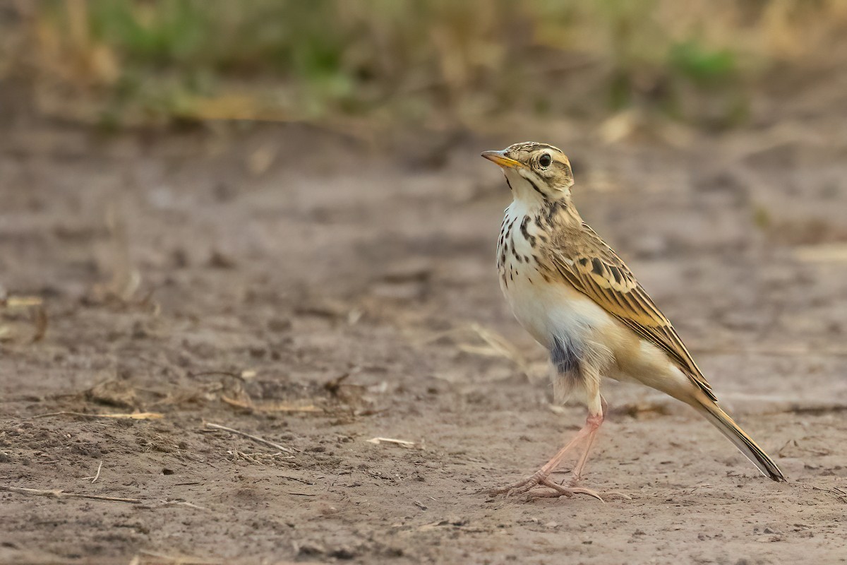African Pipit - ML499748251